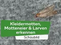 Eine Kleidermotte auf einem grauen Teppich. Der Text im Bild lautet: "Kleidermotten, Motteneier & Larven erkennen. Schaubild".