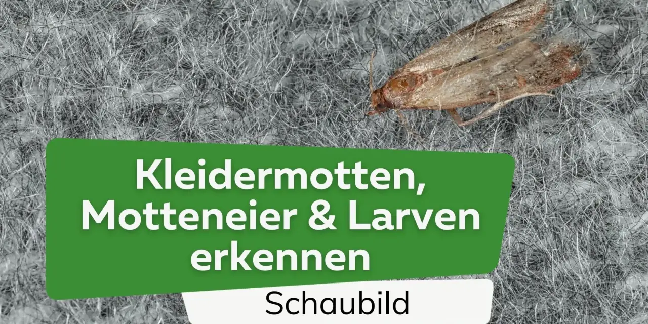 Eine Kleidermotte auf einem grauen Teppich. Der Text im Bild lautet: "Kleidermotten, Motteneier & Larven erkennen. Schaubild".