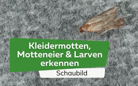 Eine Kleidermotte auf einem grauen Teppich. Der Text im Bild lautet: "Kleidermotten, Motteneier & Larven erkennen. Schaubild".
