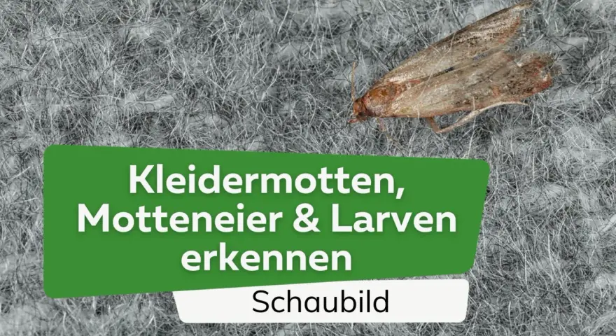 Eine Kleidermotte auf einem grauen Teppich. Der Text im Bild lautet: "Kleidermotten, Motteneier & Larven erkennen. Schaubild".